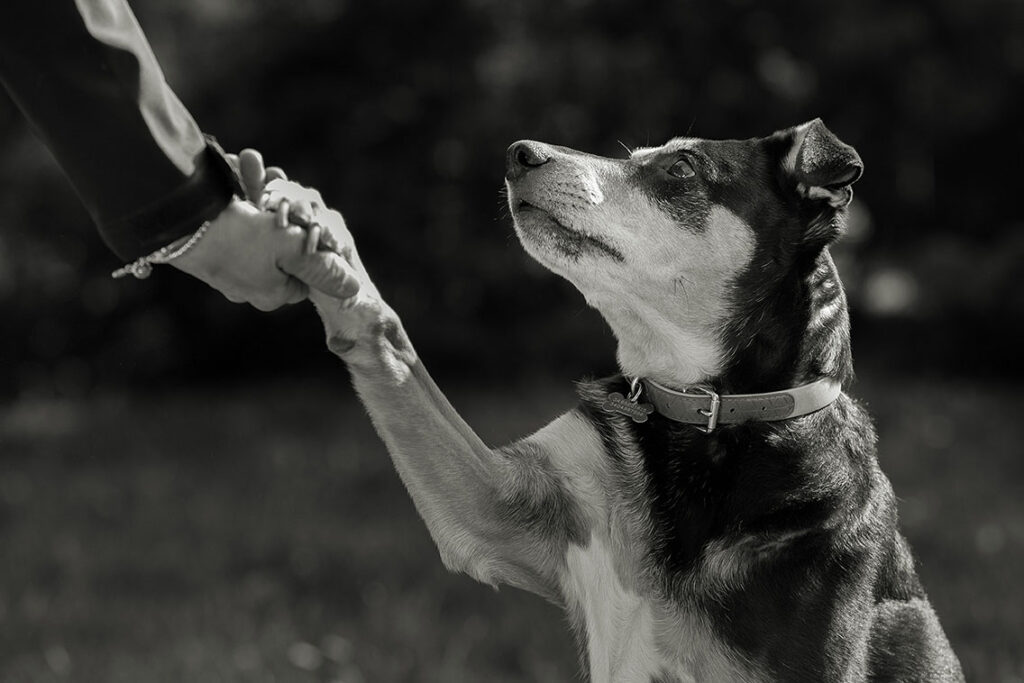 Una foto in bianco e nero del cane Smilla che siede e porge la zampa alla mano tesa di una persona, come se stesse stringendo la mano, con uno sfondo esterno sfocato.