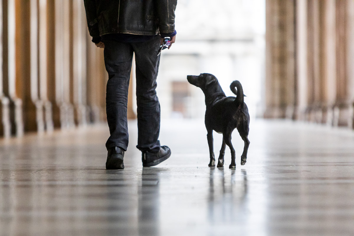 servizi fotografici cani -cane nero camina lungo le gambe di proprietario sotto i portici