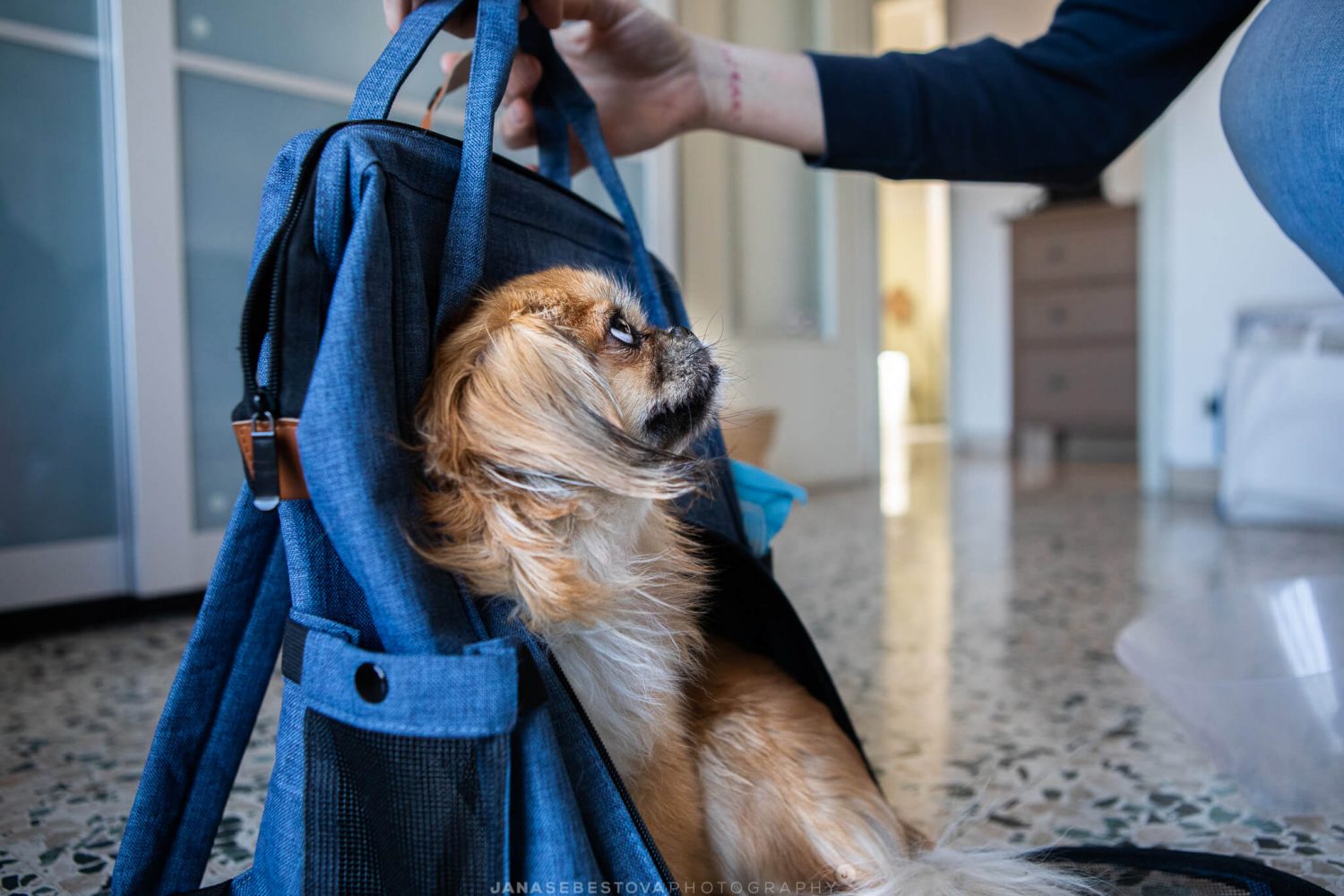 Small dog in her backpack watches the owner in the house