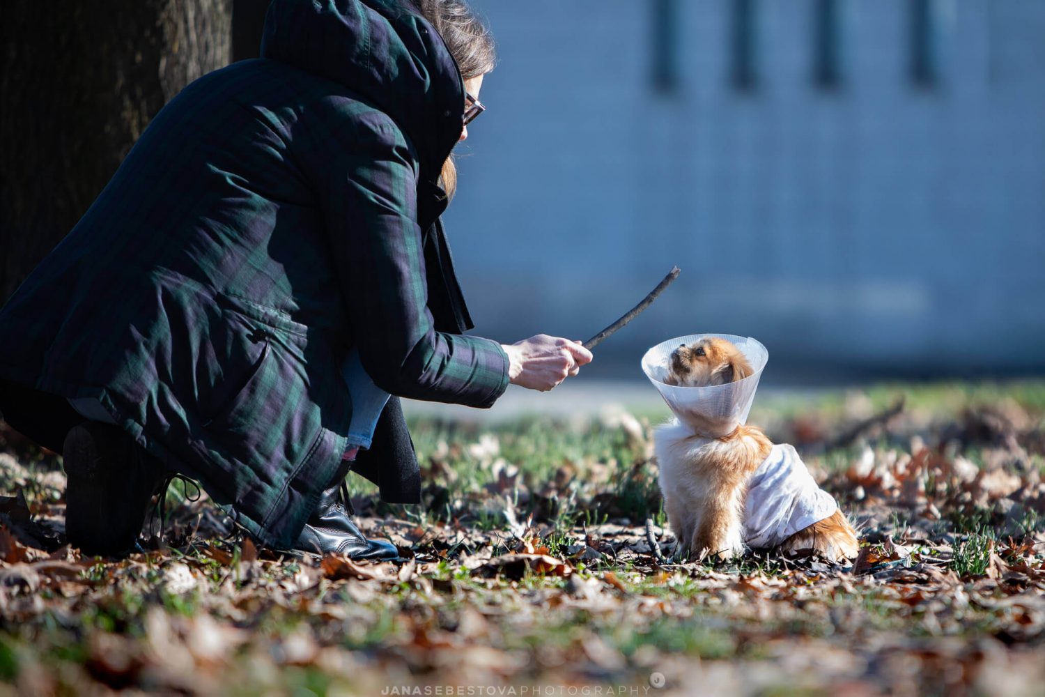cane piccolo con collare elisabetiano gioca al parco con bastone con la proprietaria