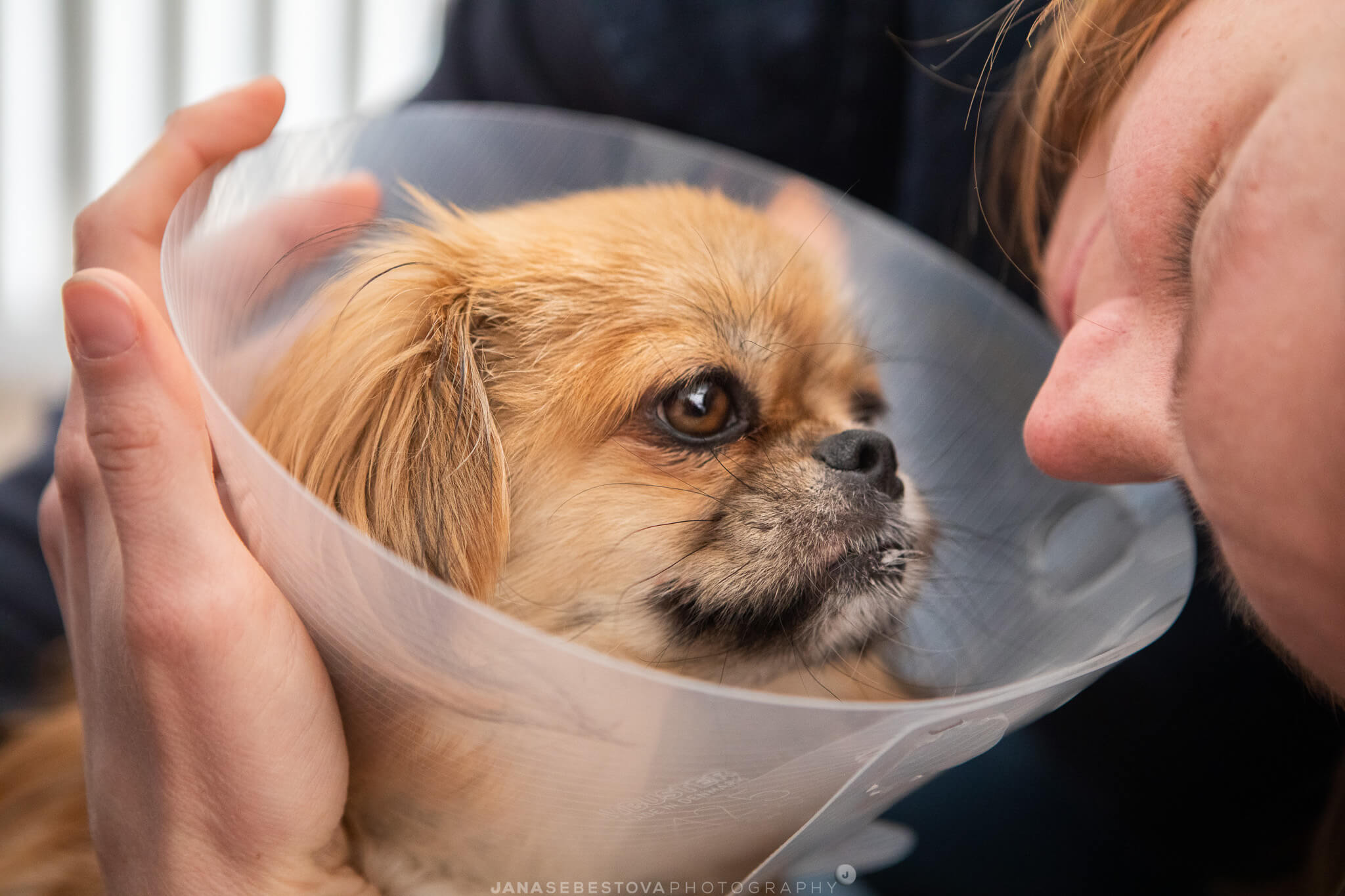 donna giovane guarda da vicino muso del cane malato