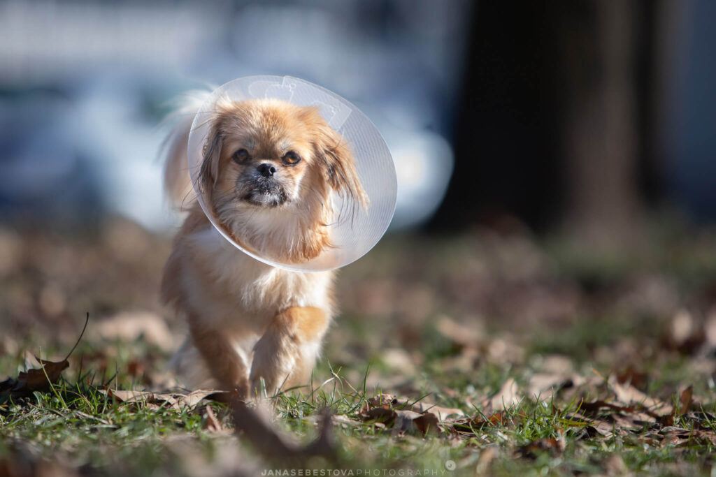 small dog in running towards camera with elisabethian collar